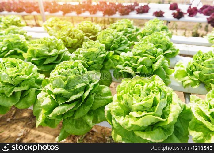 Butterhead Lettuce Hydroponic farm salad plants on water without soil agriculture in the greenhouse organic vegetable hydroponic system / Green lettuce salad growing in the garden