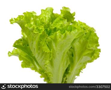 Butterhead lettuce isolated on white