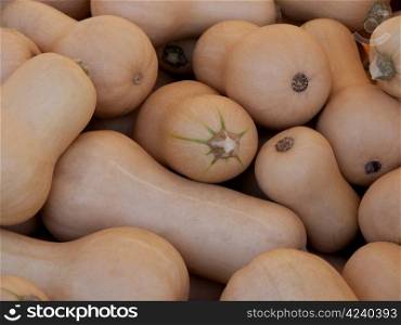 Butternut. Pumpkin - a wonderful vegetable in autumn, which comes in many variations, here the variety Butternut