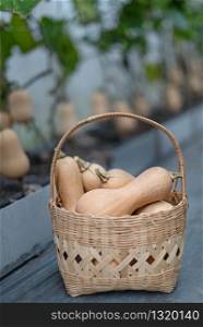 butternut squash in bamboo basket, harvesting fresh vegetables. butternut squash in bamboo basket