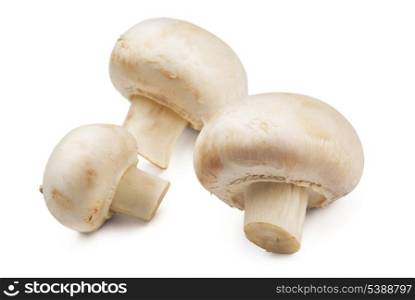 Button mushrooms (Agaricus bisporus) isolated on white