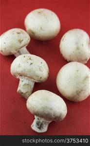 button white mushrooms on red background, champignons.