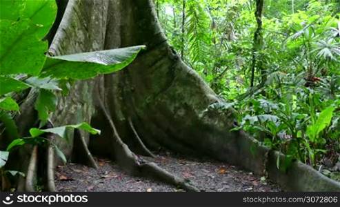 Buttress roots (stilt roots or prop roots) of gigantic tree in Carara National Park, Costa Rica, Central America. Trees, jungle, forest, rainforest, nature, landscape, lush vegetation, flora