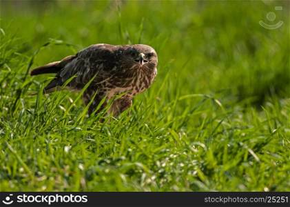 Buzzard (Buteo buteo) in the summer in the meadow, eats hunted prey. Clearly visible pieces of meat on the beak of the victims. Poland, Masuria district. Horizontal view.