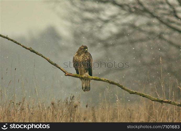 Buzzard (Buteo buteo) sitting on a tree branch.Poland in winter.Horizontal view.