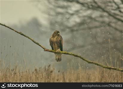 Buzzard (Buteo buteo) sitting on a tree branch.Poland in winter.Horizontal view.