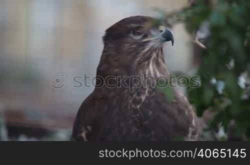 buzzard hawk close-up (buteo buteo)