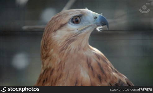 buzzard hawk close-up (buteo buteo)