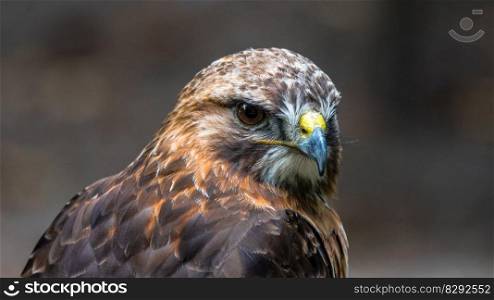 buzzard predator bird fierce