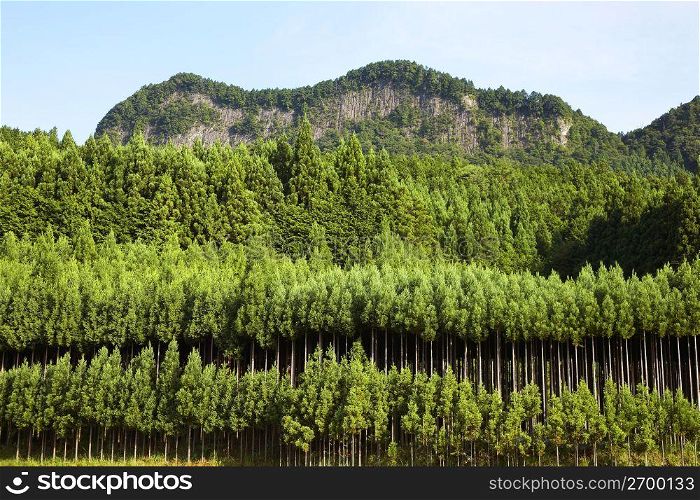 Byobuiwa & Sugi forest