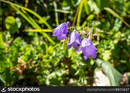 c&anula flowers close up view in Vanoise national Park, France. c&anula flowers in Vanoise national Park, France