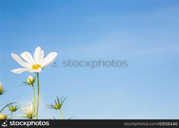 C.sulphureus Cav. or Sulfur Cosmos, flower and blue sky