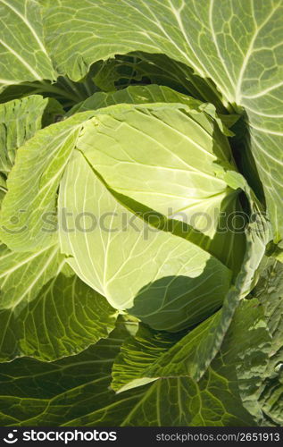 Cabbage