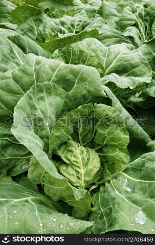 Cabbage