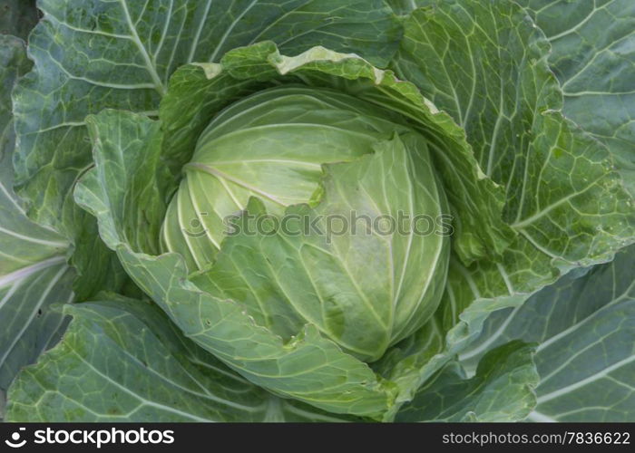 cabbage