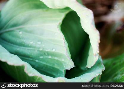 Cabbage and water drops on plantation with texture background.