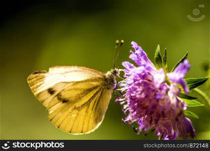 cabbage butterfly on flower of a field scabious