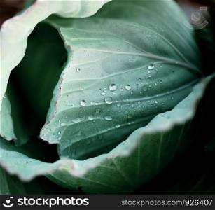 Cabbage closeup with texture of green background.