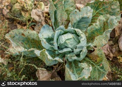 Cabbage eaten by aphids and pests. Loss of agricultural crop yield.. Cabbage eaten by aphids and pests. Loss of crop yield.