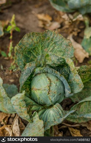 Cabbage eaten by aphids and pests. Loss of agricultural crop yield.. Cabbage eaten by aphids and pests. Loss of crop yield.