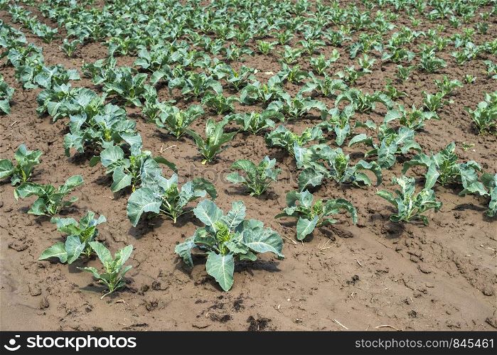 Cabbage farm on sunlight. Rows with small cabbage plants.