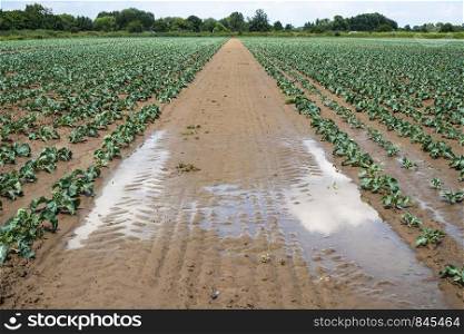 Cabbage farm on sunlight. Rows with small cabbage plants. Watering plants.