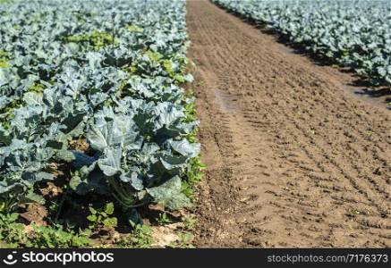 Cabbage farm. Organic spinach leaves on the field. Agriculture bio production concept. Sunny day.