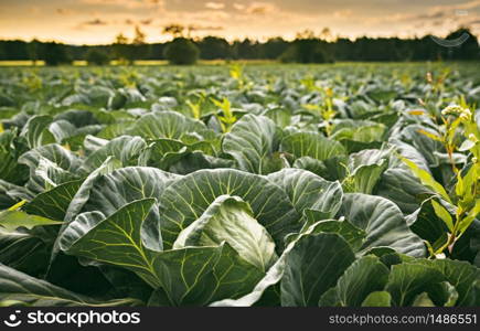 Cabbage field in a sunset light. Agriculture field in rural area in Austria. Cabbage field in a sunset light. Agriculture field in rural area.