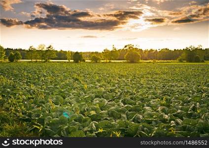 Cabbage field in a sunset light. Agriculture field in rural area in Austria. Cabbage field in a sunset light. Agriculture field in rural area.