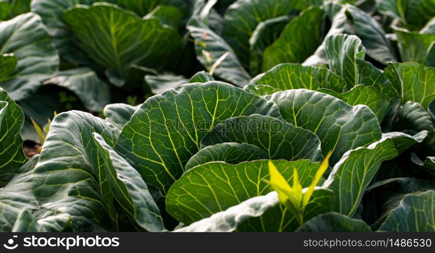 Cabbage field in a sunset light. Beautiful vivid agriculture field in rural area in Austria. Cabbage head in row detailed closeup in a sunset light. Agriculture field in rural area.