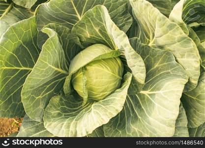 Cabbage field in a sunset light. Beautiful vivid agriculture field in rural area in Austria. Cabbage head in row detailed closeup in a sunset light. Agriculture field in rural area.