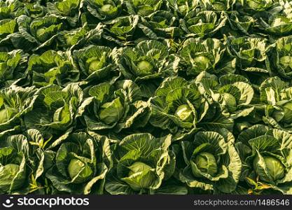 Cabbage field in a sunset light. Beautiful vivid agriculture field in rural area in Austria. Cabbage head in row detailed closeup in a sunset light. Agriculture field in rural area.