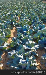 cabbage field in Serranos area of Valencia Spain