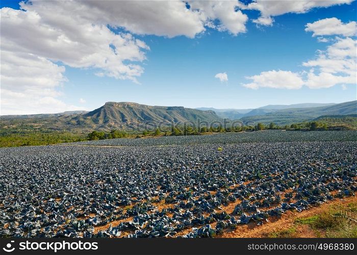 cabbage field in Serranos area of Valencia Spain