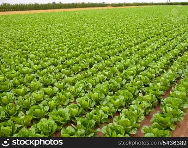 cabbage field lines in a row in Valencia Mediterranean spain