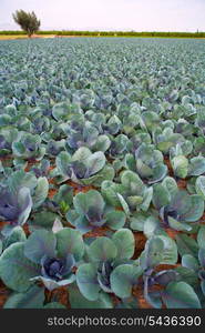 cabbage field lines in a row in Valencia Mediterranean spain