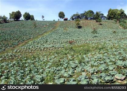 Cabbage field on the slope of hill in Indonesia