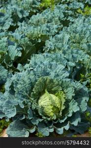 Cabbage field with vegetable detail in Mediterranean