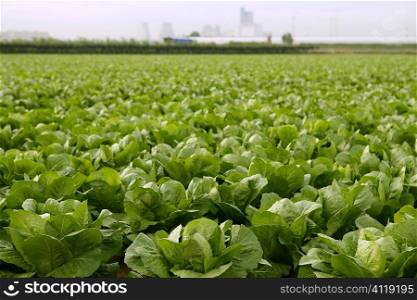 Cabbage fields in Spain