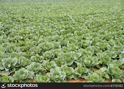 Cabbage fields, rows of vegetable food