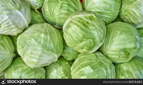 cabbage from field. cabbage background