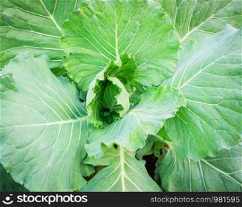 Cabbage green vegetable on background fresh cabbage organic in farm field garden
