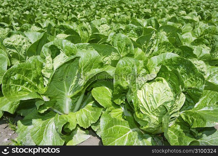 cabbage green vegetables field in spring farmland agriculture