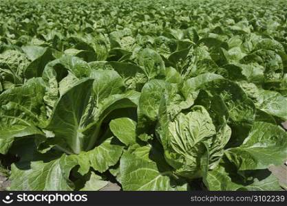 cabbage green vegetables field in spring farmland agriculture