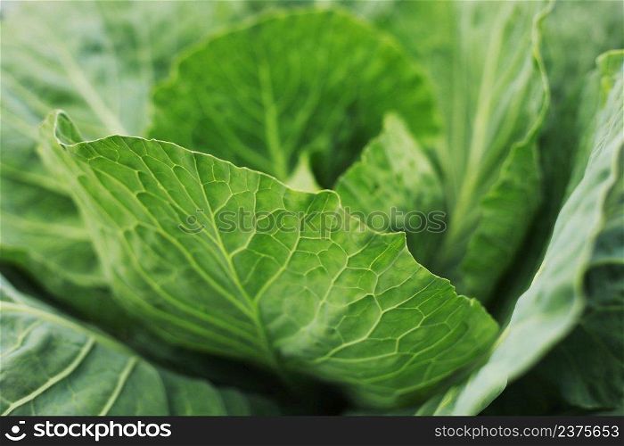 Cabbage grow in the garden. Agriculture. Healthy and healthy food for humans. The cultivation of cabbage. Head of green cabbage in organic home farm vegetable food.. Cabbage grow in the garden. Agriculture. Healthy and healthy food for humans. The cultivation of cabbage. Head of green cabbage in organic home farm vegetable food