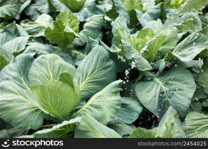 Cabbage grow in the garden. Agriculture. Healthy and healthy food for humans. The cultivation of cabbage. Head of green cabbage in organic home farm vegetable food.. Cabbage grow in the garden. Agriculture. Healthy and healthy food for humans. The cultivation of cabbage. Head of green cabbage in organic home farm vegetable food