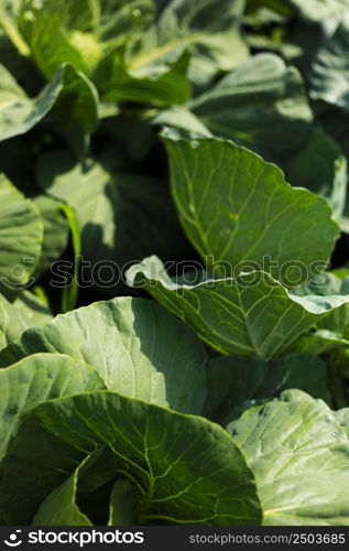 Cabbage grow in the garden. Agriculture. Healthy and healthy food for humans. The cultivation of cabbage. Head of green cabbage in organic home farm vegetable food.. Cabbage grow in the garden. Agriculture. Healthy and healthy food for humans. The cultivation of cabbage. Head of green cabbage in organic home farm vegetable food