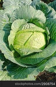 Cabbage growing on the field