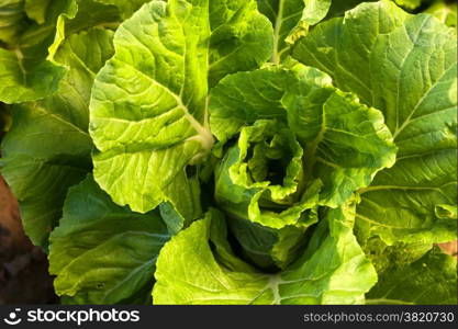 Cabbage in organic farm with evening light