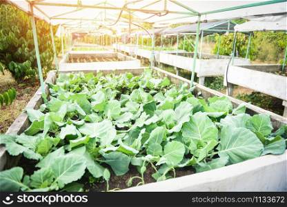 Cabbage in the garden farm vegetable green house